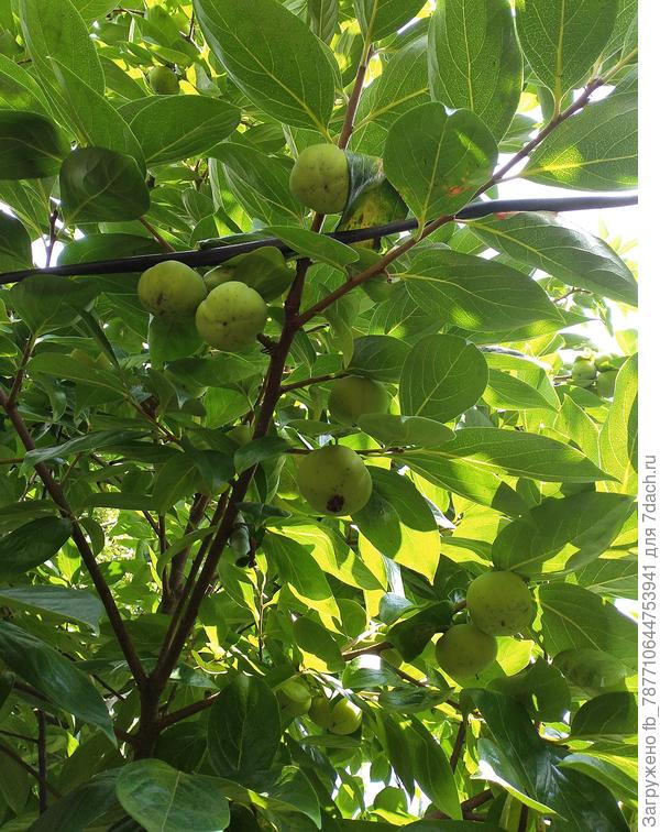 А в день отъезда нашего (9 августа) вот такая хурма была................