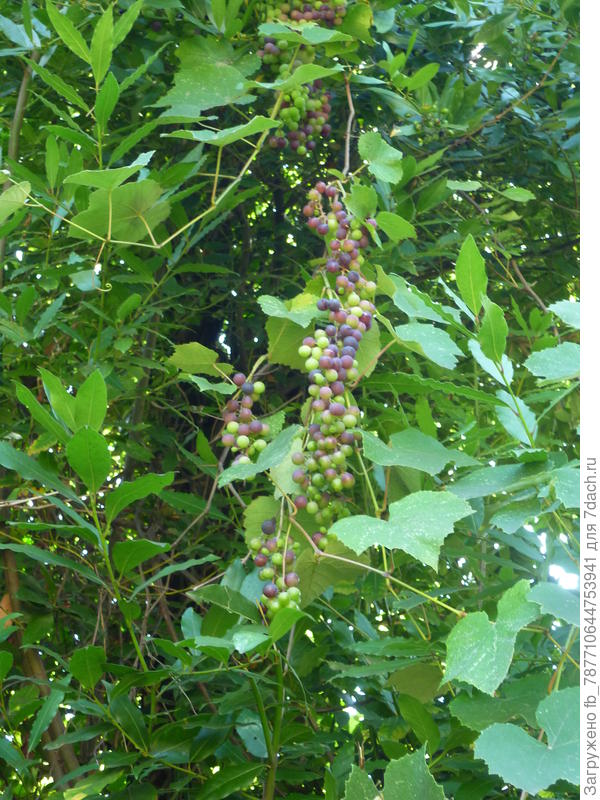 Виноград спеет,а м ы уезжали.