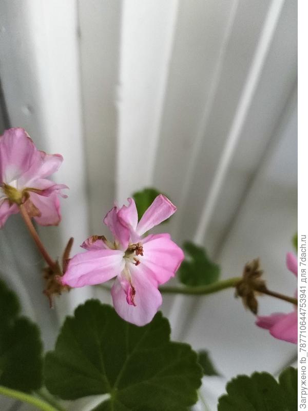 ещё герань такая вот