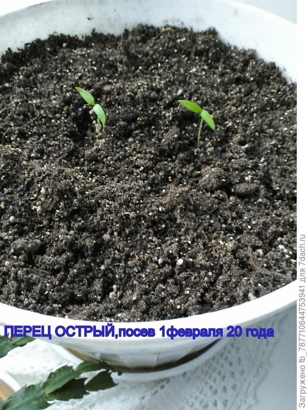 вот такой теперь острый перчик и будет расти дома
