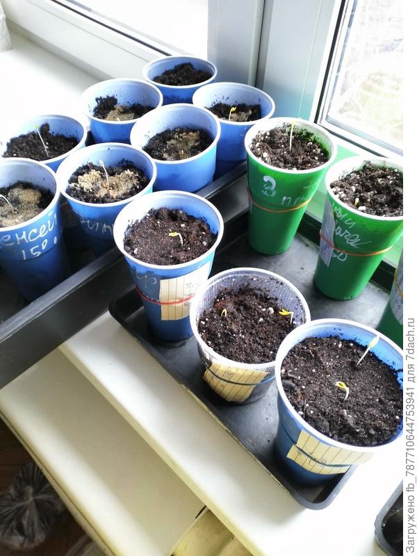 взошли 27.02. первые Перцы и Баклажаны