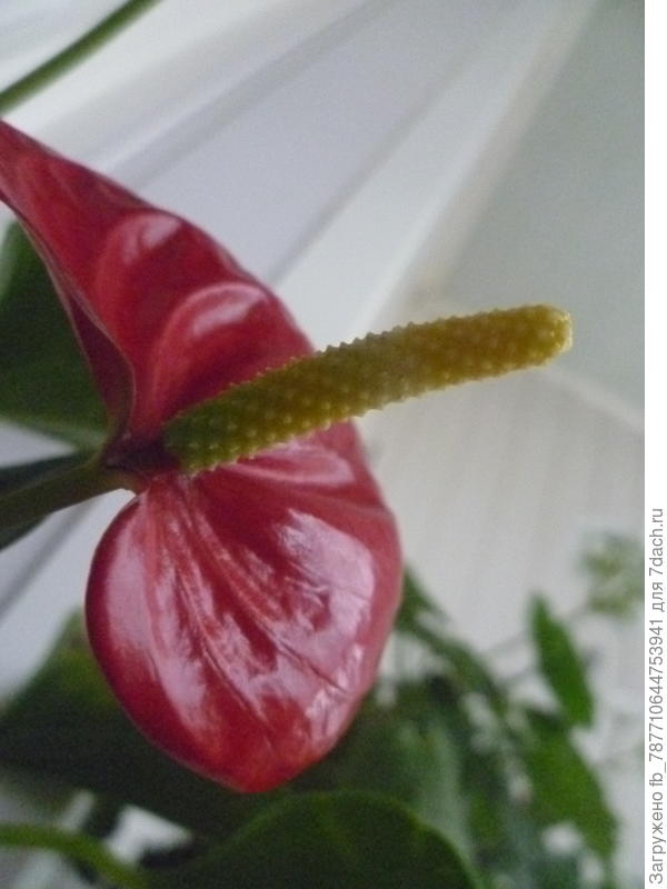 Вот такой  расцветки