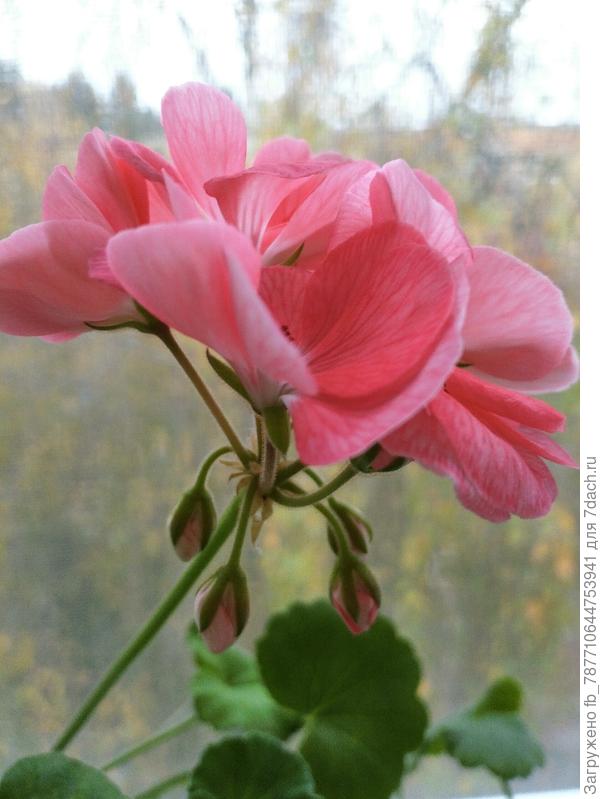 розовый фламинго тоже любит сахарок,золу и йод