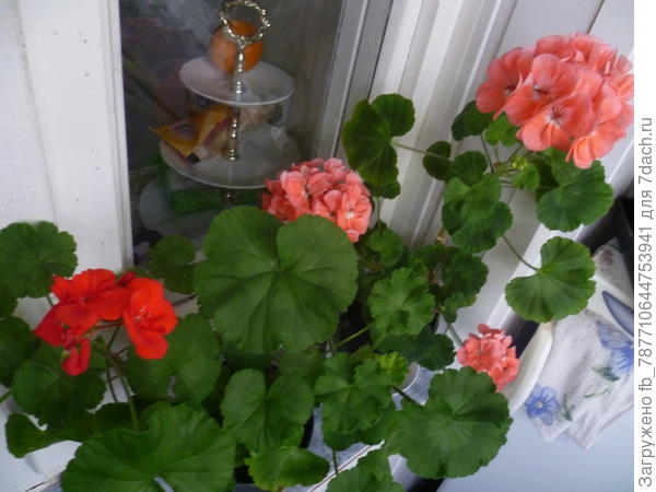 мои любимки)))