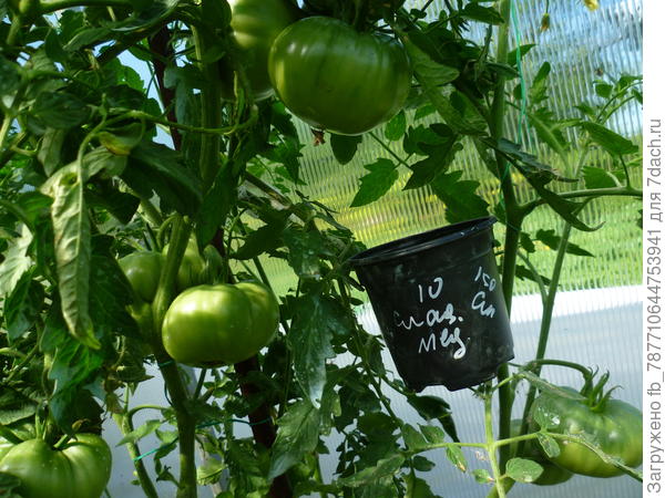 а вот Сладкий мед