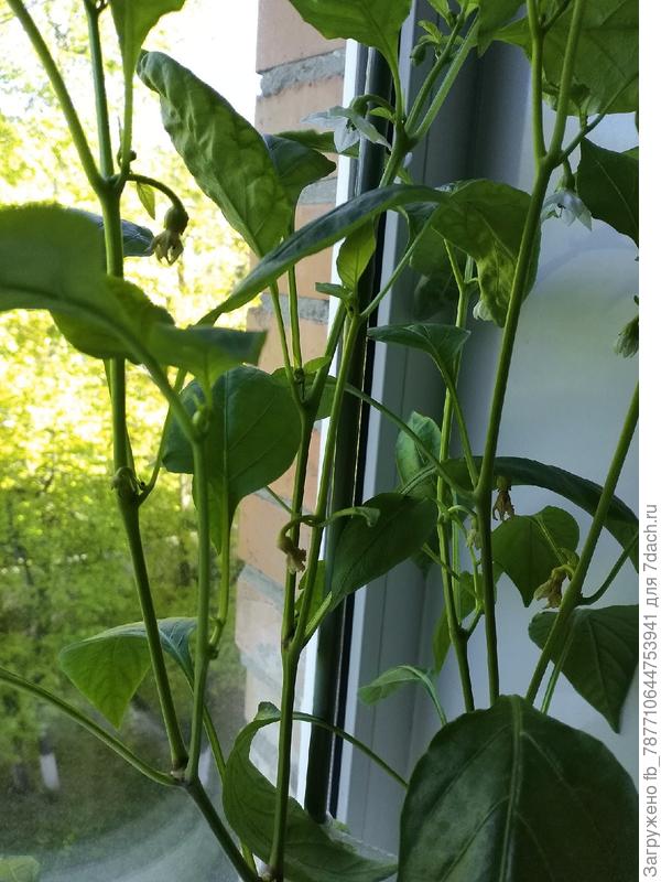 с бутонами и перчинками.Сорт Vesta