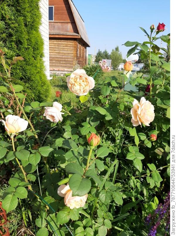 Розы