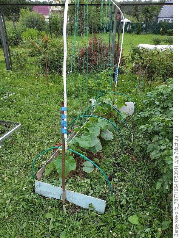 Фото июньское