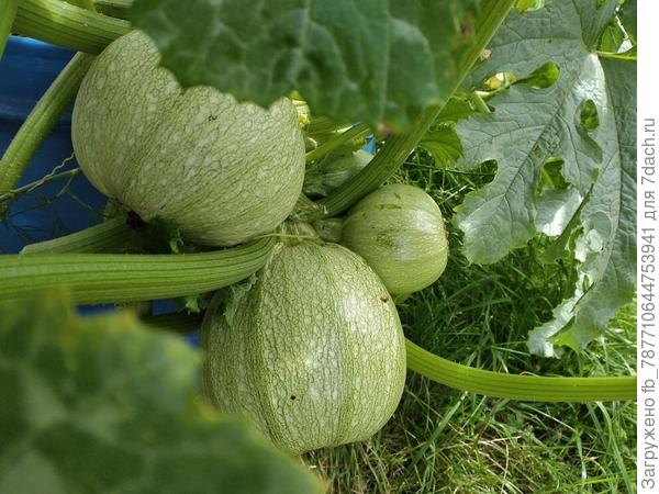 очень мне понравились тыквы,но им надо места побольше.а я по незнанию устроила их в бочке,пришлось обрезку сделать.