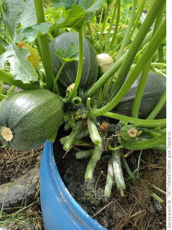 сорта-Улыбка и Конфетка