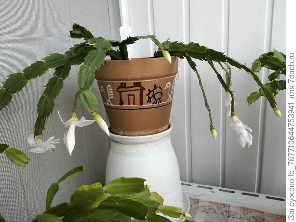 цветут декабристы