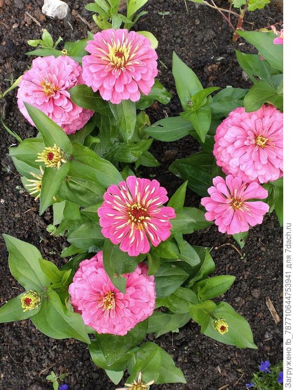 И  набирают новые  бутоны