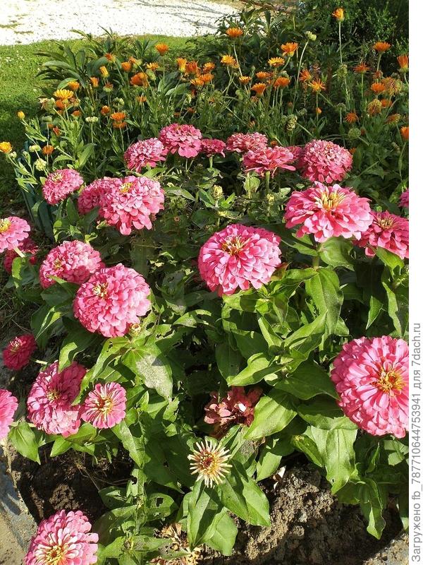 Целую шапку образовали.Семена собрала,но не надеюсь на всхожесть