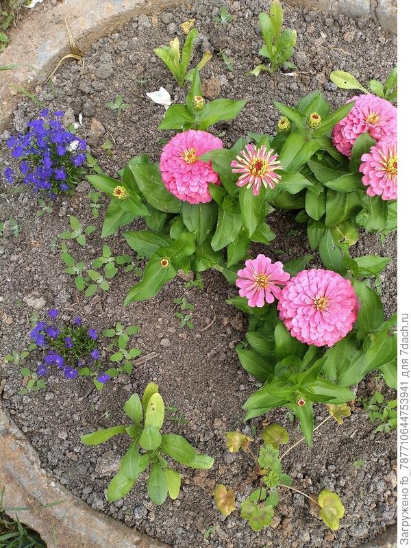 А купили с одним бутоном