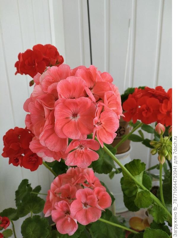 фото в июле