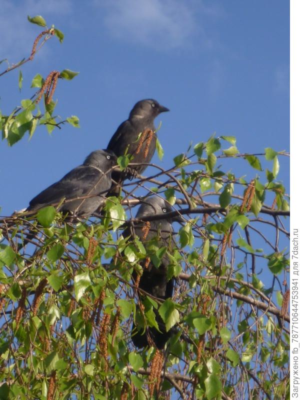 Жаль зимней фотки нет.