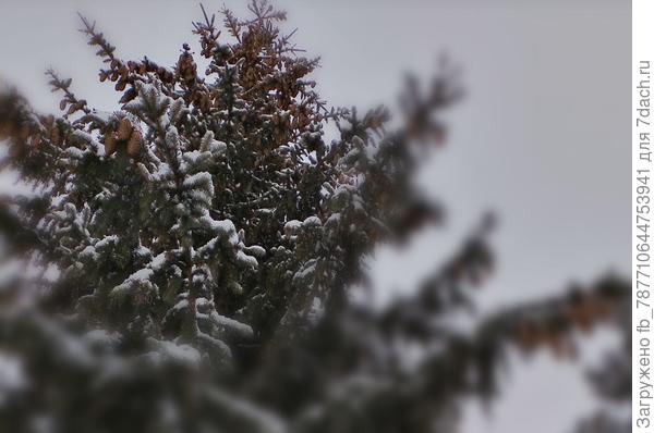 А шишек сколько в этом году на елях!!!