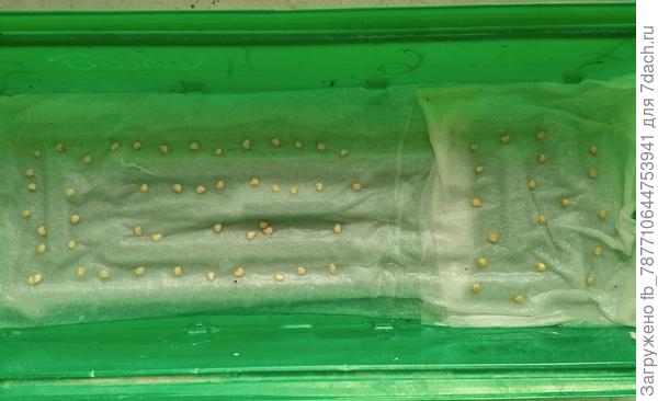 Теперь следить надо.Раздам по соседкам лишние.