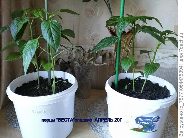 необыкновенный урожайный перец.