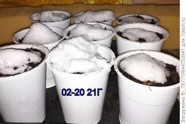 а вот подготовка земли для перца в 2021г