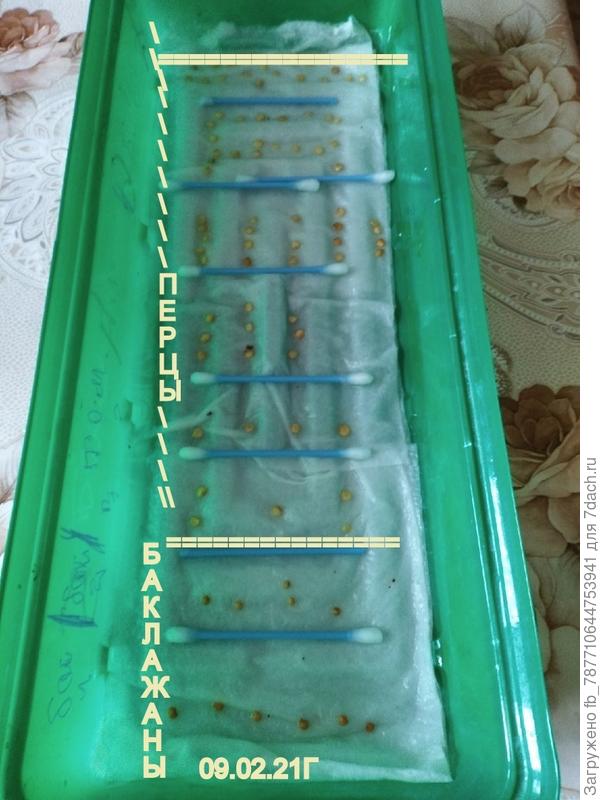 проращивание на влажной бумаге