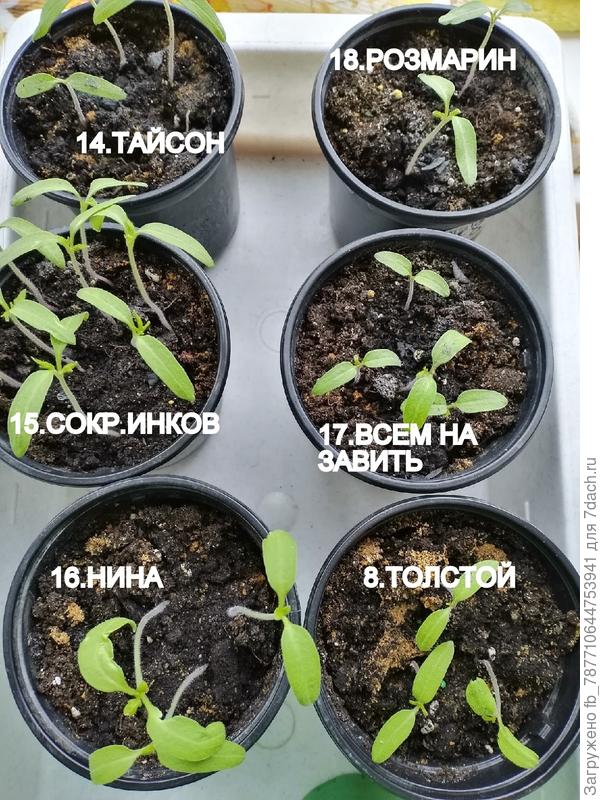 Очень вкусные