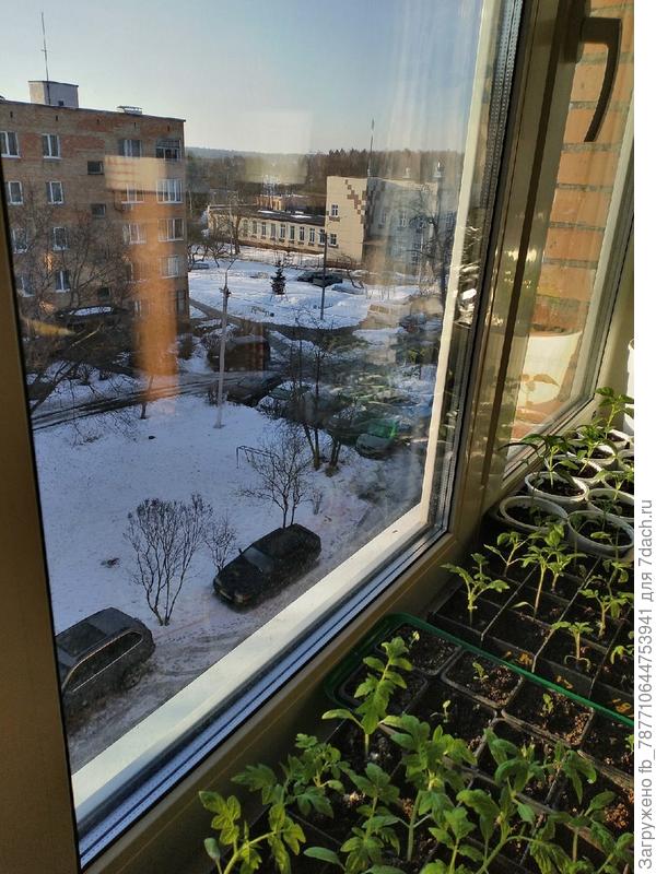 Растюшки со стола в 7 утра на подоконник переставила-поближе к солнышку