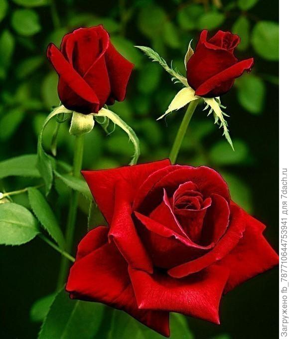 А это кустик розы для сада твоего