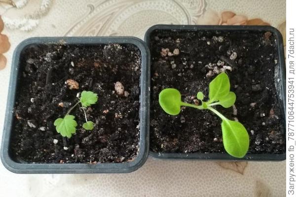 слева что за цветок?