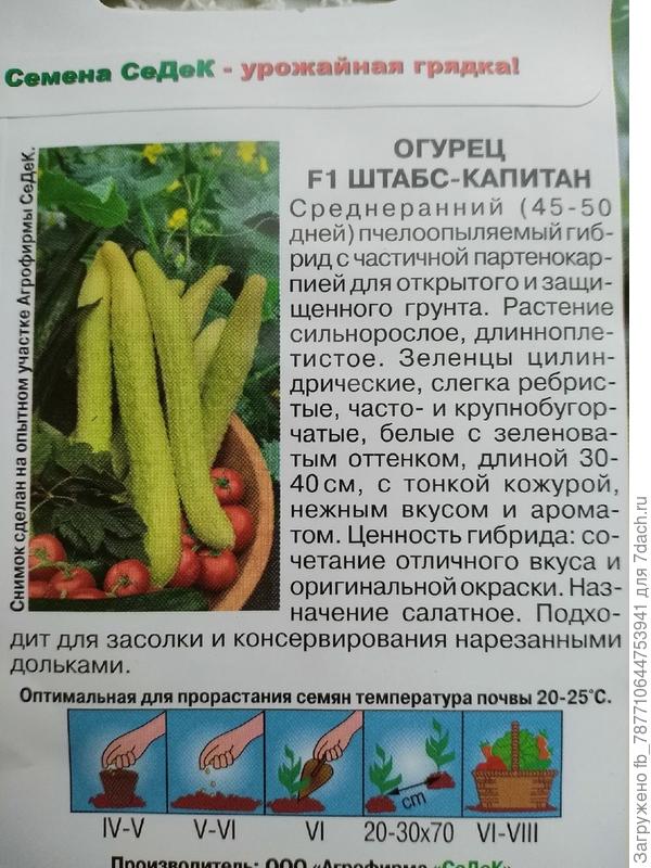 Зинаида вырастила такой, вот и я решила, просто иметь в парнике пару кустиков чУдных-этот и китайский.Только для еды. Мариную др сорта
