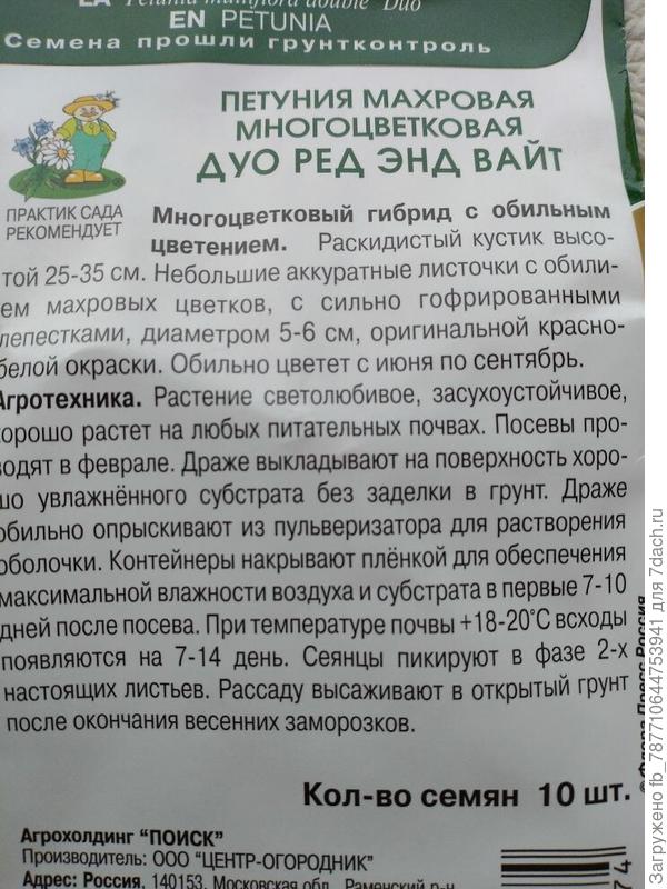 вот такая петуния