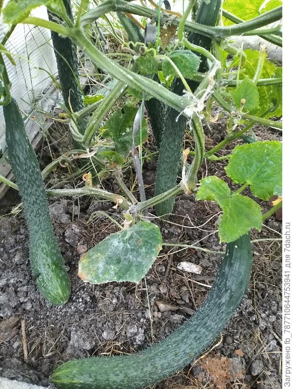 К.Жароустойчивый -сентябрь