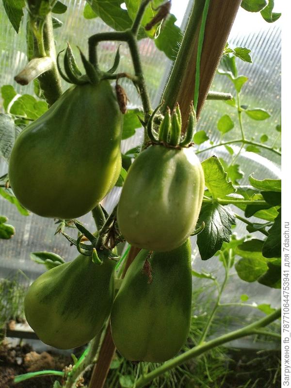 А какие вырастила помидорки-это трюфель.