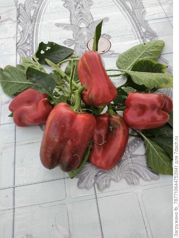 Мавр доспевал на кусту прям