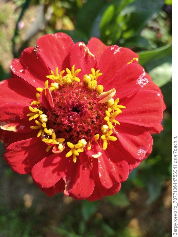 Самые красивые -ярко красные