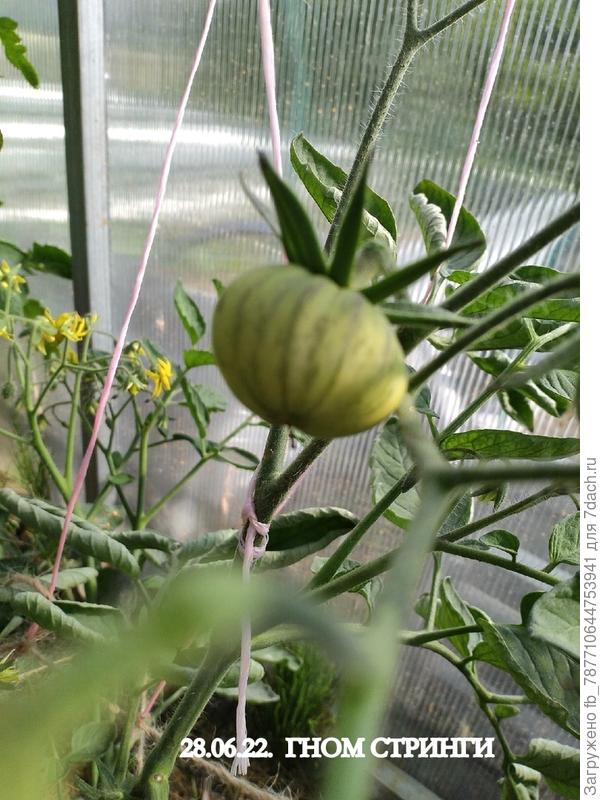 Гном Стринги-в парнике первый помидор