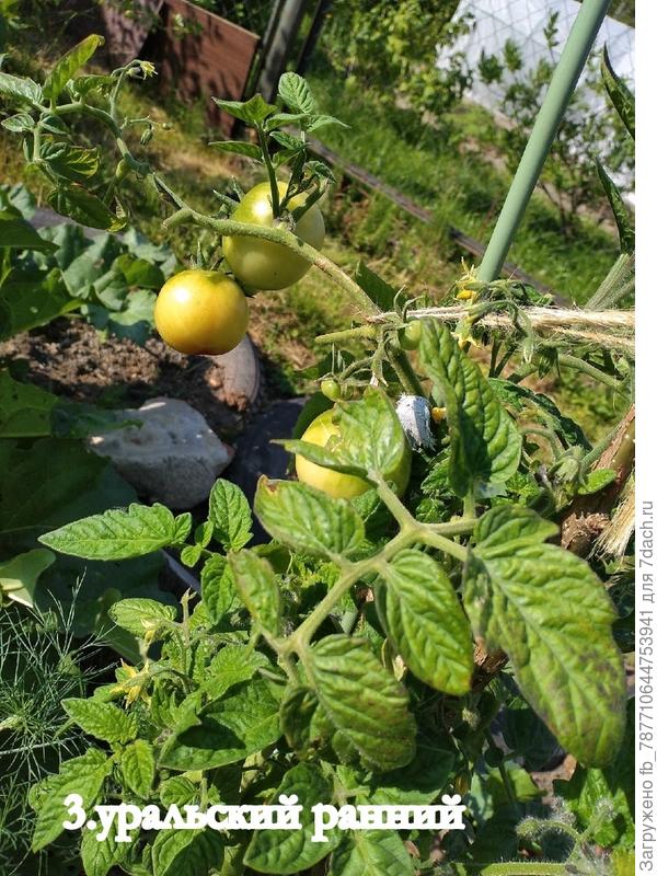 Уральский ранний