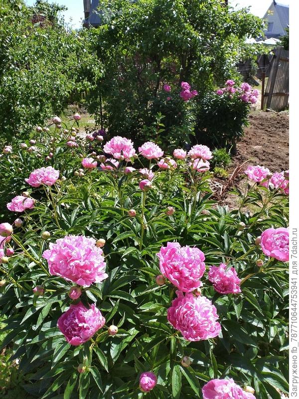 июньская красота продолжается и в июле