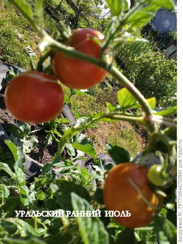 Томаты Уральский ранний