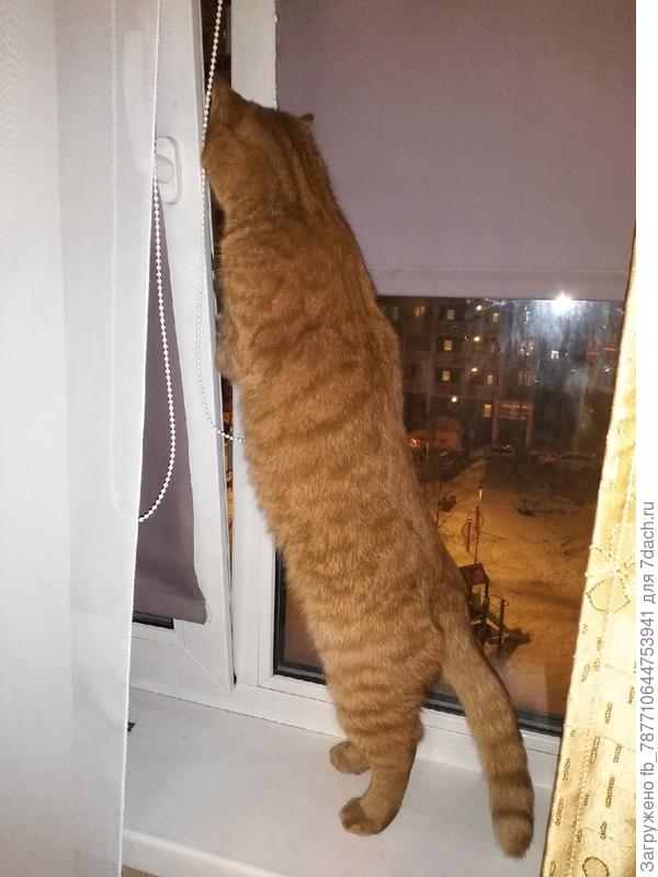 Скучно ему в квартире, дышит сквозь щелку в окошке