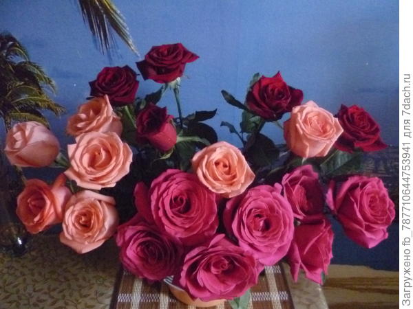 принимай охапку роз