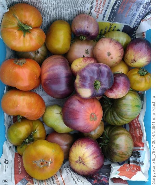 с антоцианом+Гномы