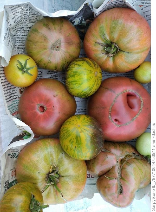 А два зеленых с желтизной- это Ксанада З. Богиня.