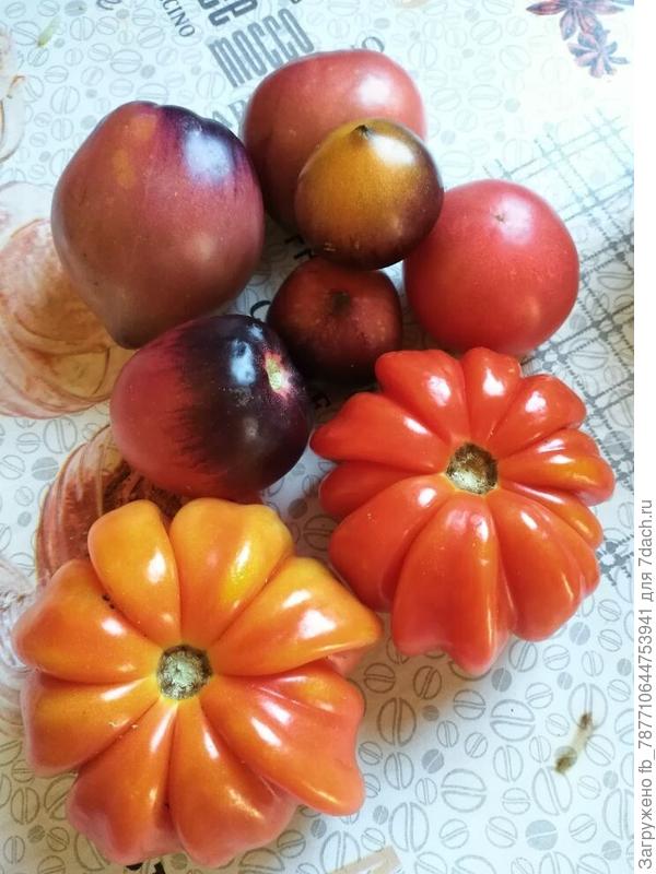 Сердце Быка(красный)