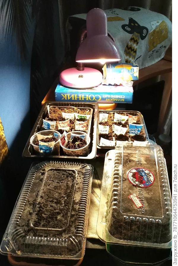 гномы и земляника