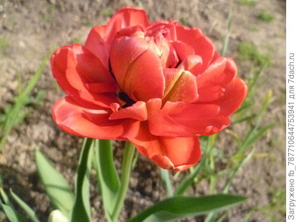 А пока только-махровый тюльпан