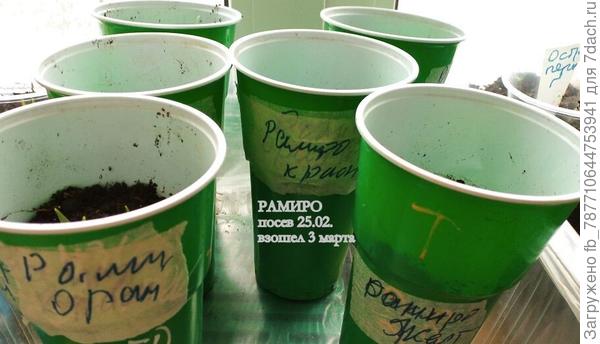 А сегодня шикарные стоят перчики