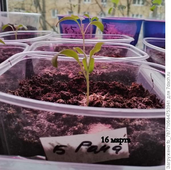 Растет мой Ромка