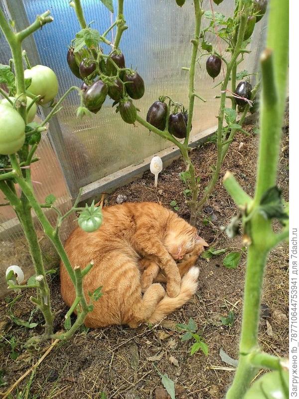 конец августа, помидоры остАтки-слАдки