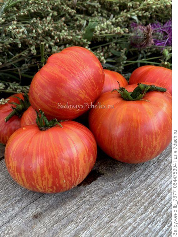 Гном Сладкая Жар-Птица . Штамб, до 0,5 м. в открытом грунте, и до 1 м. – в теплице. Среднеспелый. Помидоры плоскокруглой формы. Цвет – полосатые, малиново- золотистые. Очень нарядные. Масса до 150-250 грамм, до 350 грамм. Мякоть малиновая, плотная, сахарно-мясистая. Вкус сбалансированный, сладкий, с нежной кислинкой.Лучшие результаты при выращивании в 2-3 стебля. Лист обычный морщинистый. Плодоношение растянутое, до заморозков.